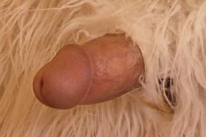 欧美性乱插